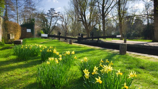 Daffodils, spring, surrey, millmead lock, River Wey, Godalming, Dapdune Wharf, National Trust,